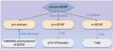 Effect of acupuncture on BDNF signaling pathways in several nervous system diseases